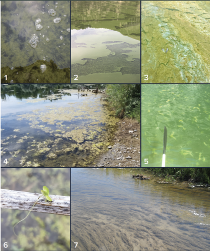 Cyanobacteria can look like 1) grass clippings, 2) spilled paint, or 3) pea soup. Green algae (4 and 5) or macrophytes (6 and 7) tend to appear stringy, attached to the bottom, and green. 